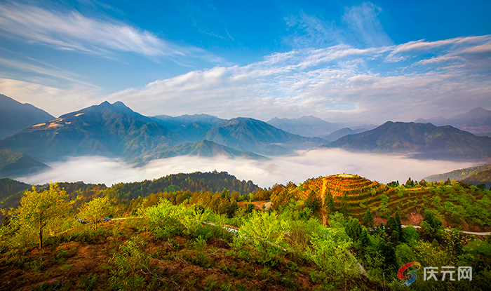 （乡村行・看振兴）浙江庆元山乡“组团”促振兴 茶叶飘香共富路