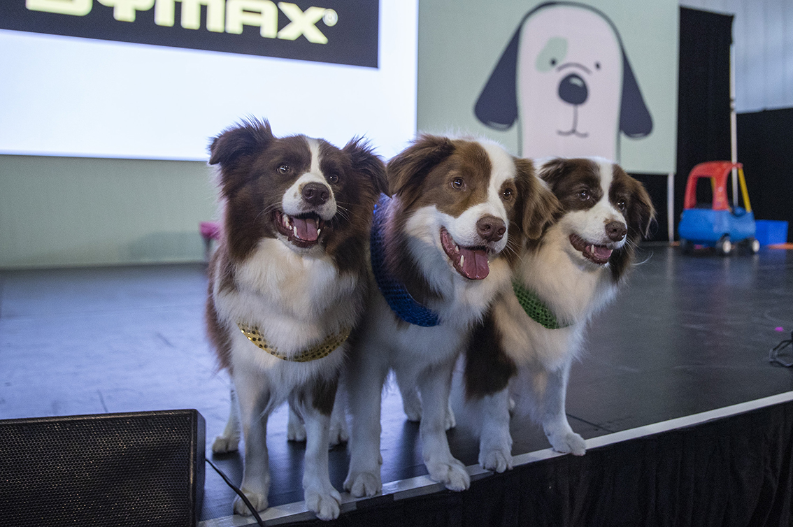 宠物专用CT、AI诊断心脏病……“黑科技”争抢宠物经济机遇