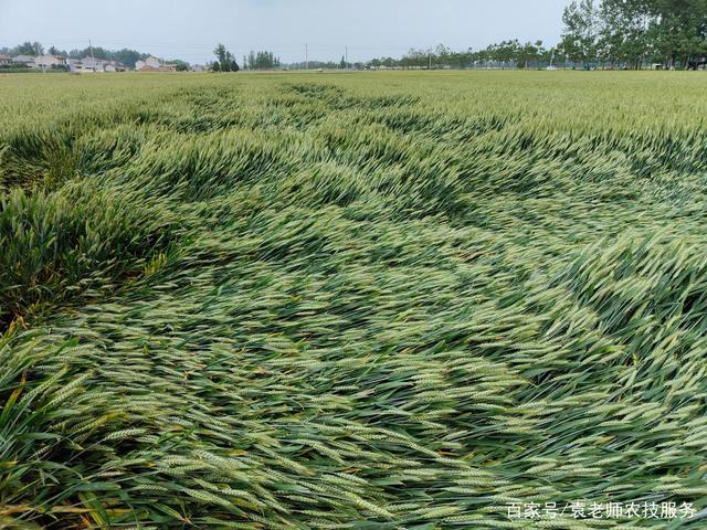 山东预警设施农业风灾和冬小麦倒伏风险